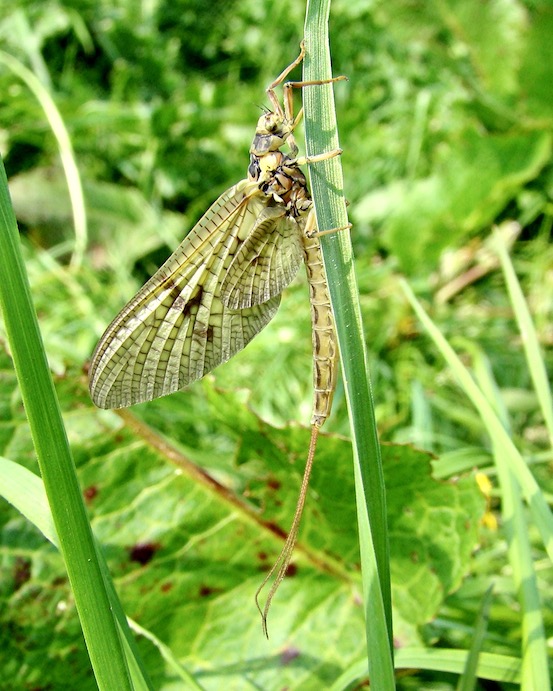mayfly